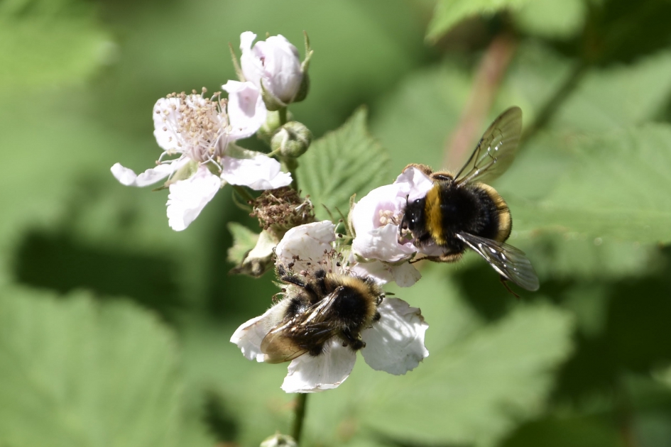 Hommels op bramenbloemetjes - Geleedpotigen - 