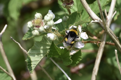 Hommel op de bramen bloemetjes