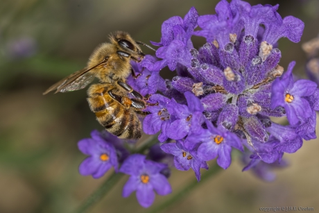 Honingbij (Apis mellifera)