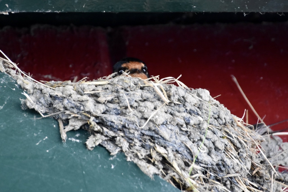 Hoog en droog - Vogels - 