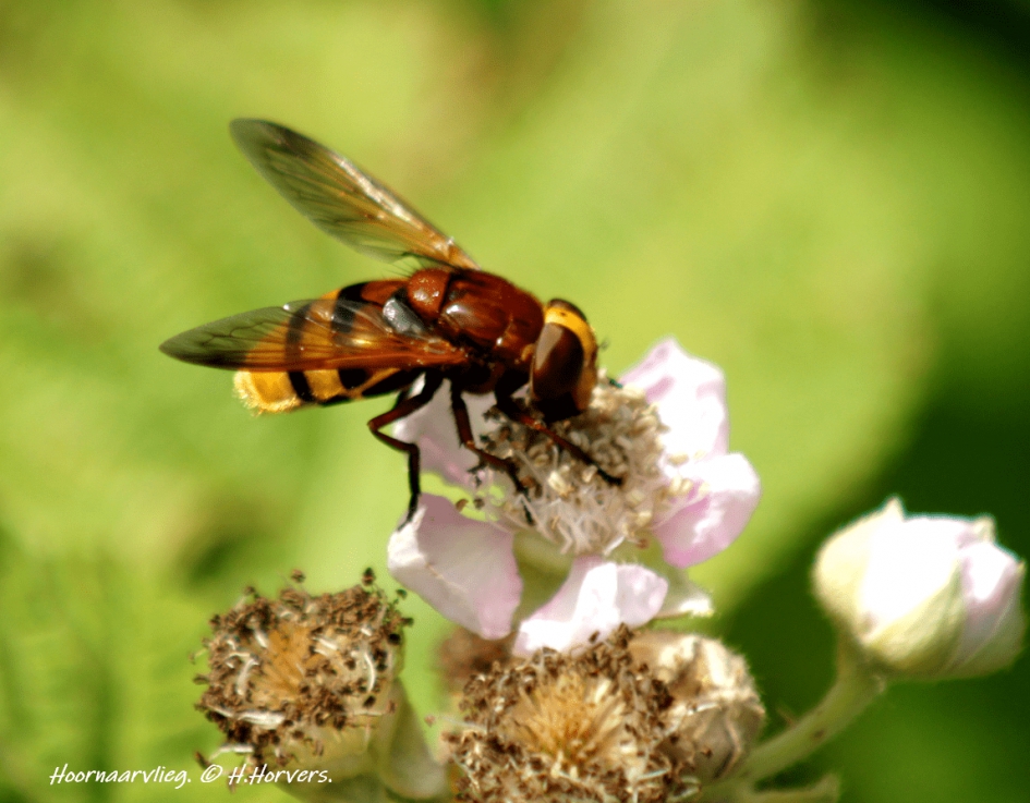 Hoornaarvlieg - Geleedpotigen - Hoornaarvlieg