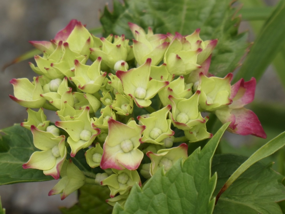 Hortensia begint te kleuren - Planten - 