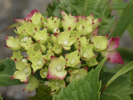 Hortensia begint te kleuren