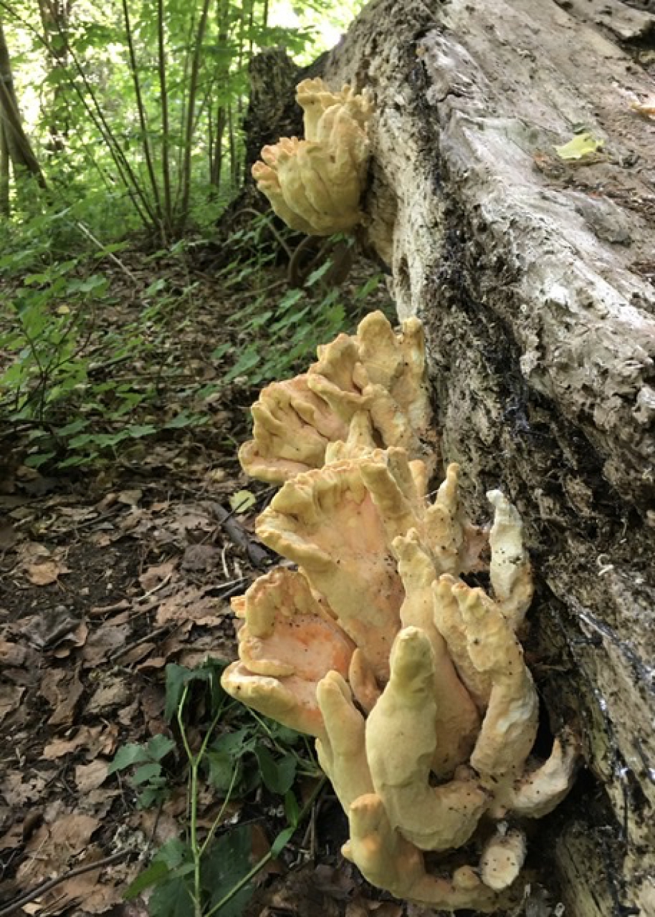 Houtzwam - Schimmels - ?