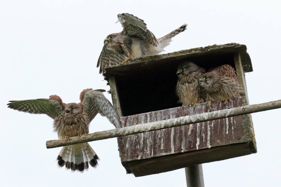 Hup Ma! - Vogels - Torenvalk