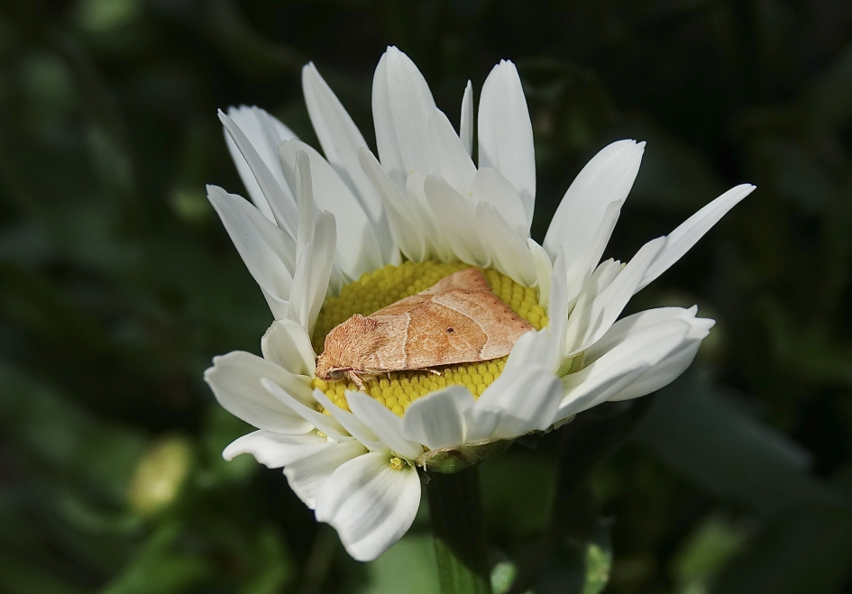 Hyena - Geleedpotigen - Hyena