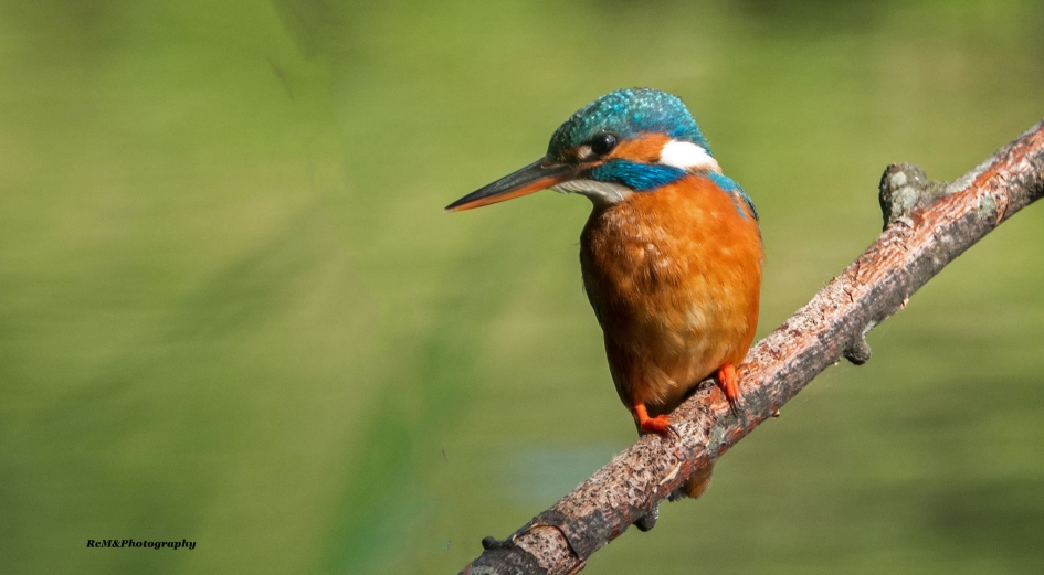 IJsvogel. - Vogels - IJsvogel.