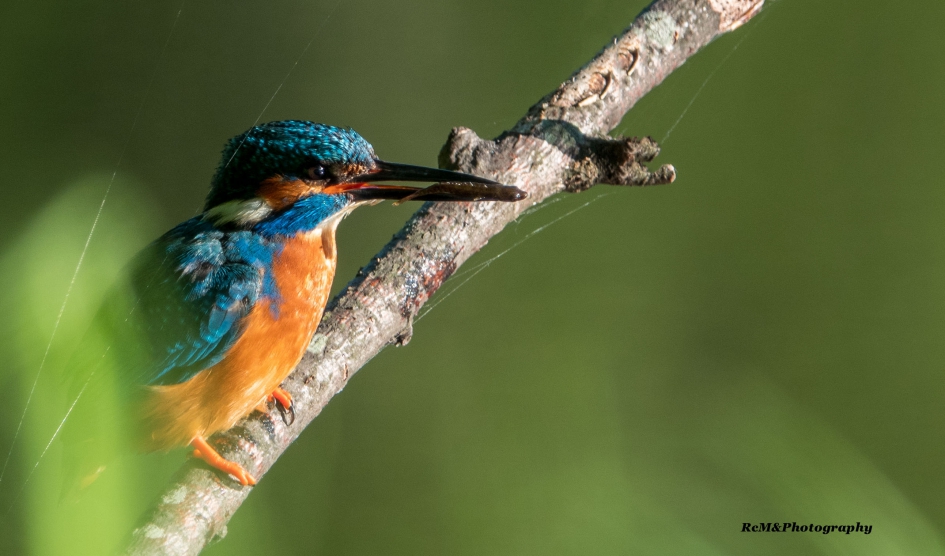 IJsvogel. - Vogels - IJsvogel.