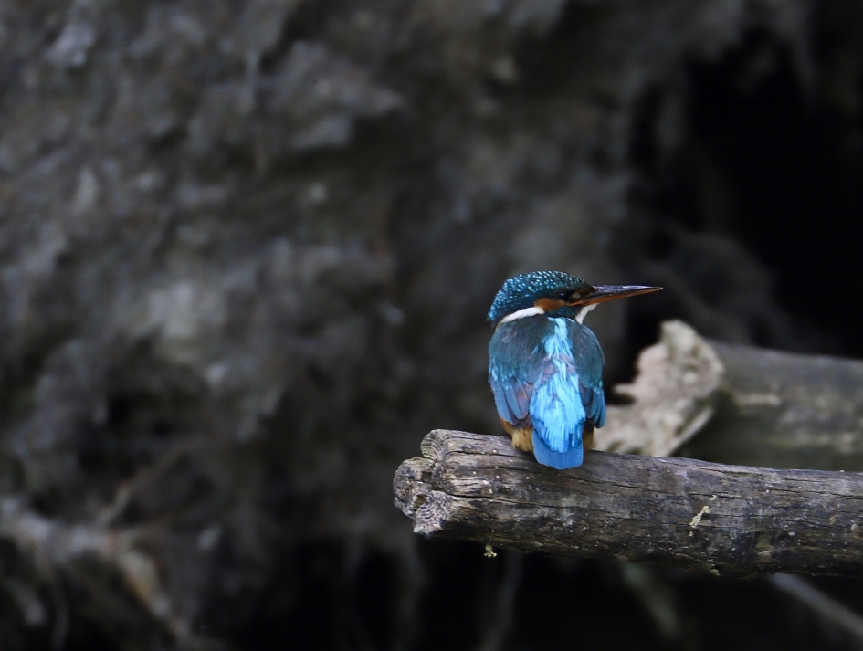 Ijsvogel - Vogels - Ijsvogel