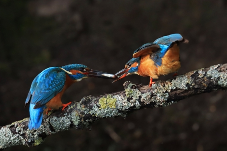 IJsvogel man verleidt het vrouwtje