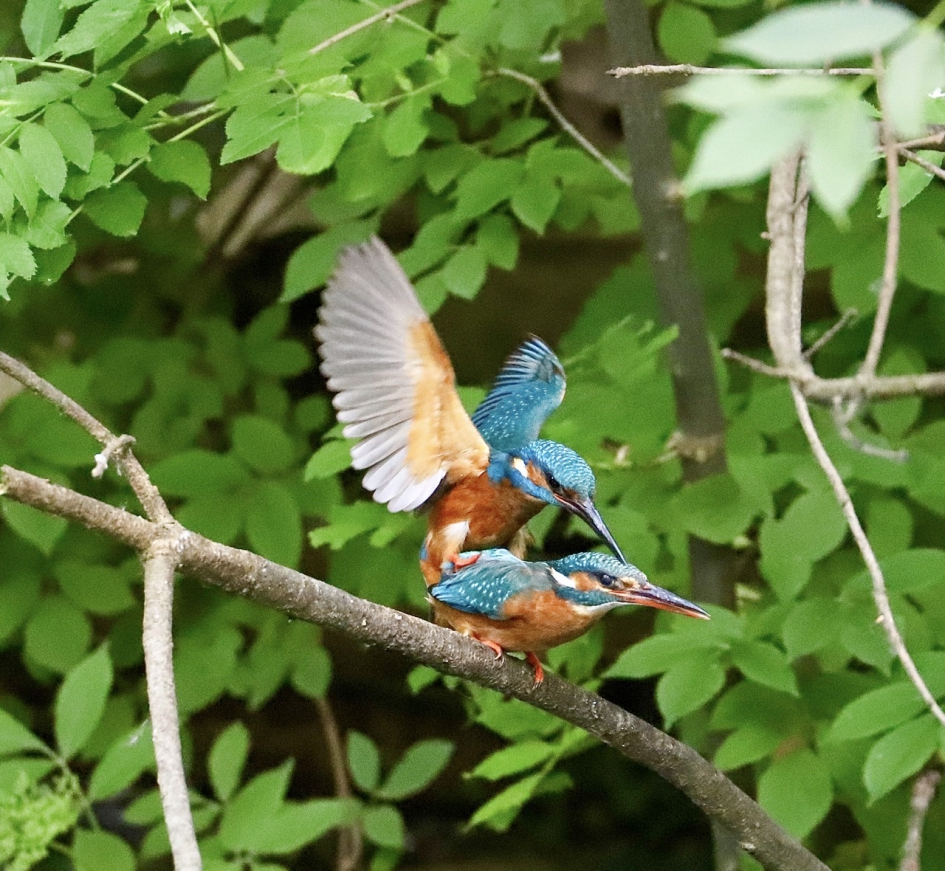 Ijsvogels - Vogels - Ijsvogel