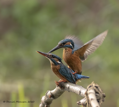 IJsvogels aan het werk voor het nageslacht