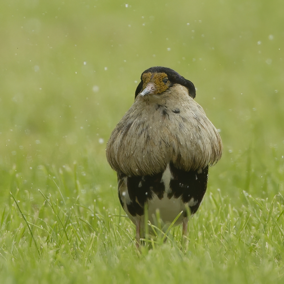 In de regen ... - Vogels - Kemphaan