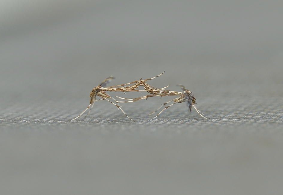 Ingewikkeld - Geleedpotigen - Vedermot