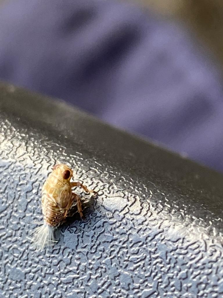 Insect - Geleedpotigen - 