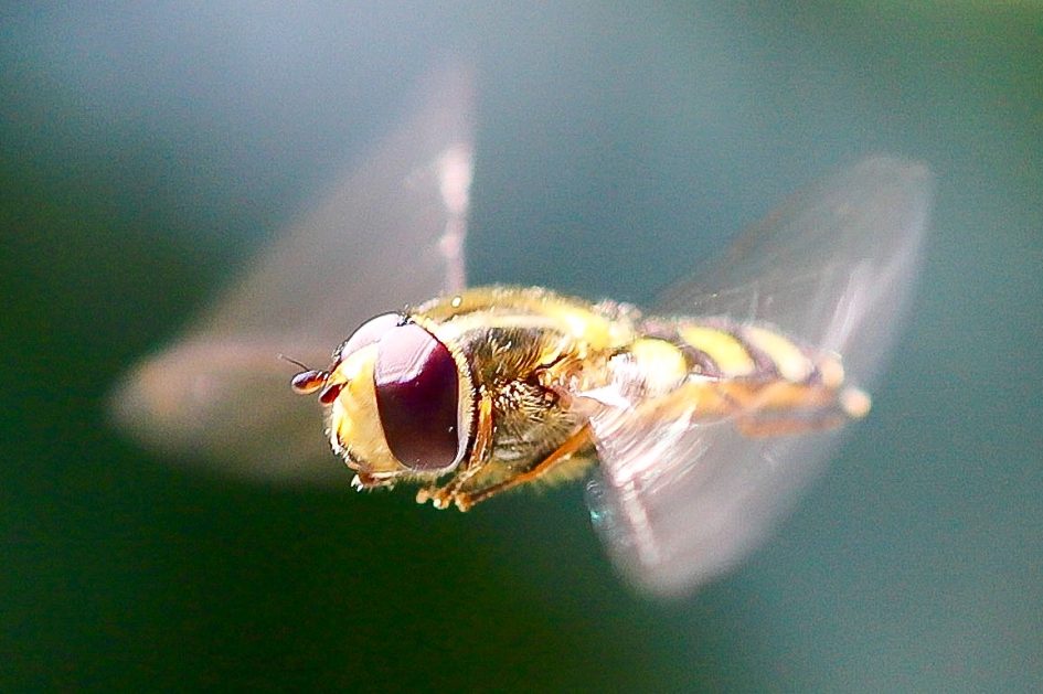 Insect - Geleedpotigen - ?
