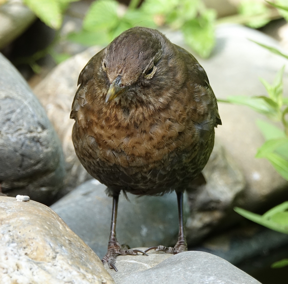 Jong dutje - Vogels - Merel