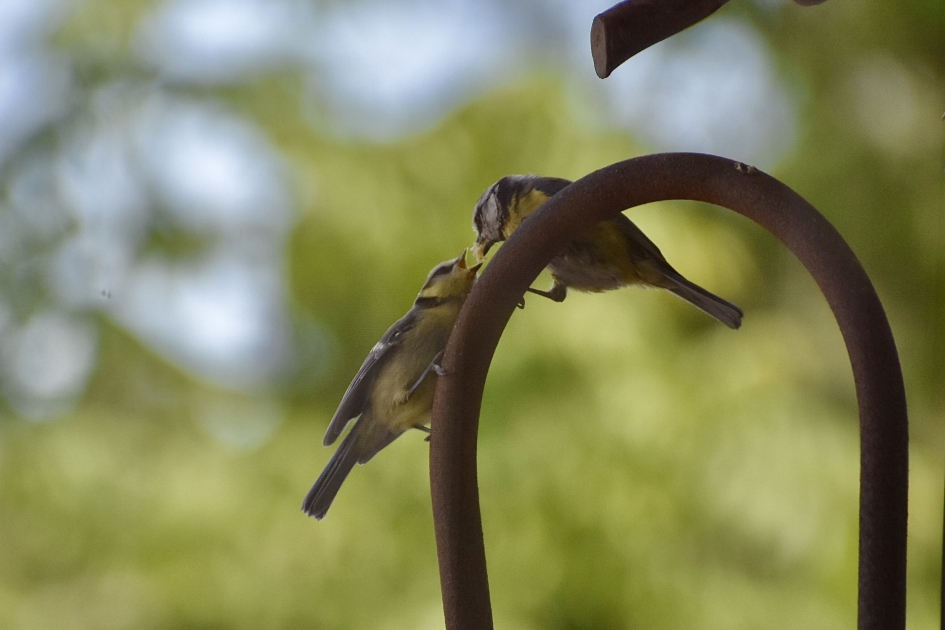 Jonge pimpelmees - Vogels - 