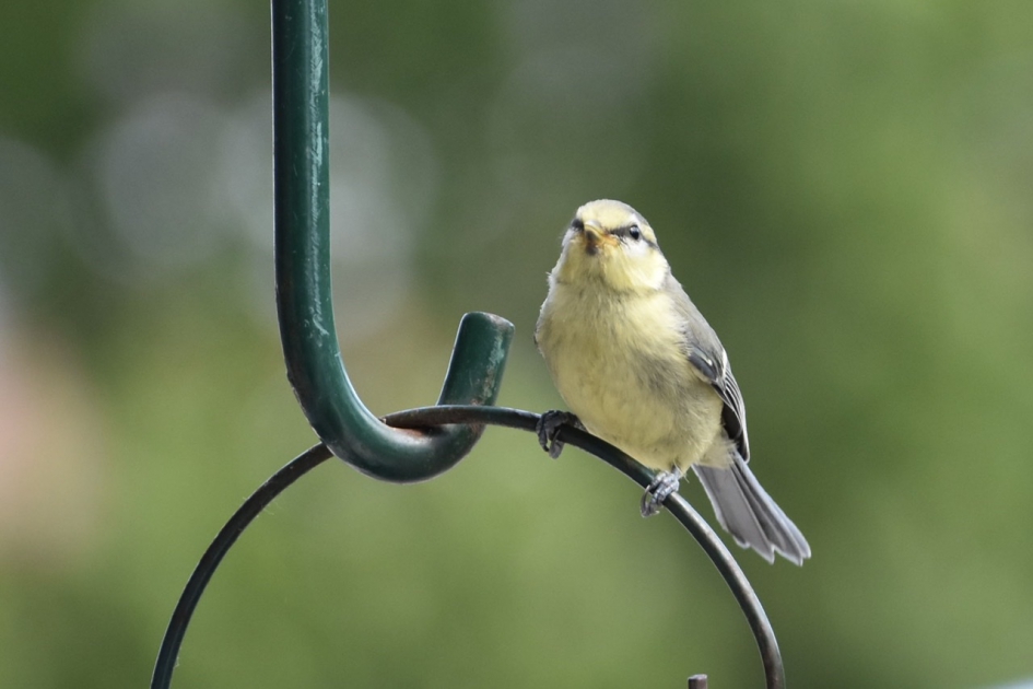 Jonge pimpelmees - Vogels - 