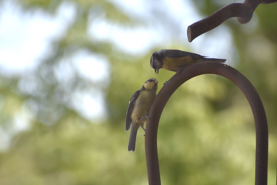 Jonge pimpelmees wordt gevoed - Vogels - 