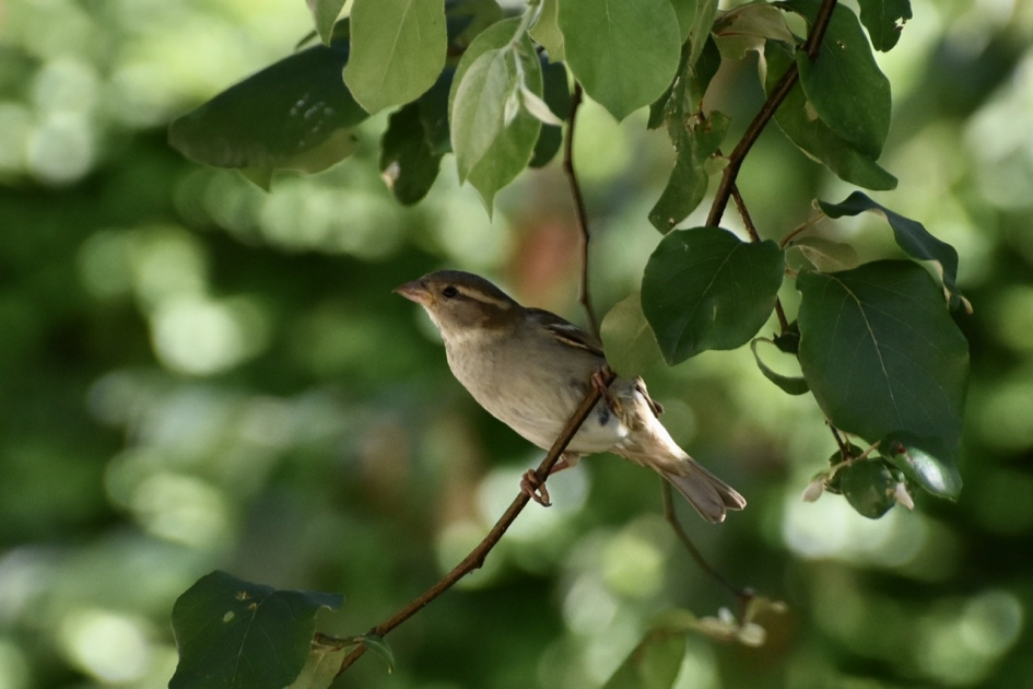 Jonge vink - Vogels - 