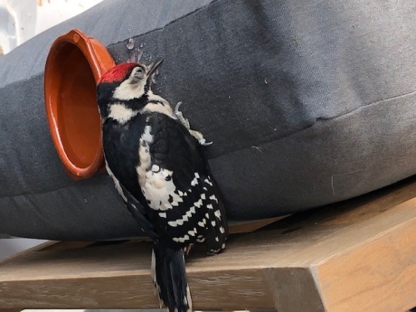 Jonge vogel komt op adem (2)