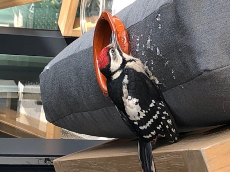 Jonge vogel komt op adem (3)