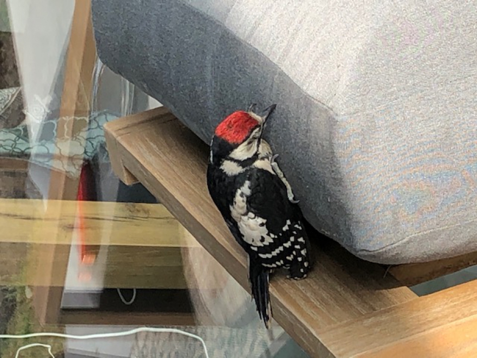 Jonge vogel komt op adem - Vogels - Middelste bonte specht