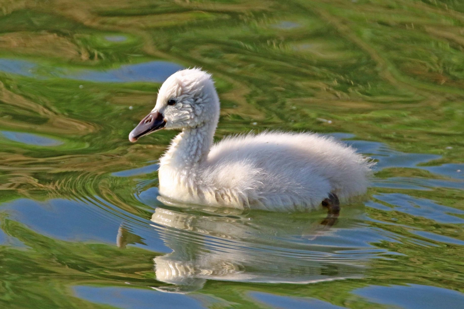 Jonge zwaan - Vogels - 