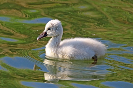 Jonge zwaan