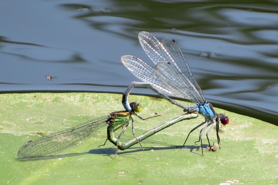 jufferacrobatiek - Geleedpotigen - 