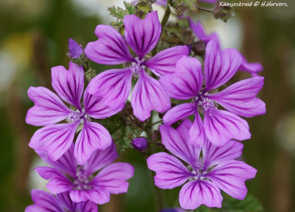 Kaasjeskruid - Planten - Kaasjeskruid