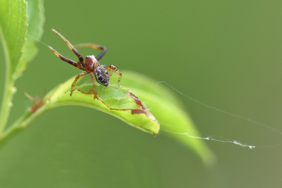 kabelstoring - Geleedpotigen - krabspin