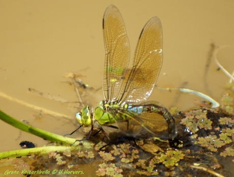 Keizerlibelle eiafzetting.