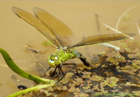 Keizerlibelle.eiafzetting.