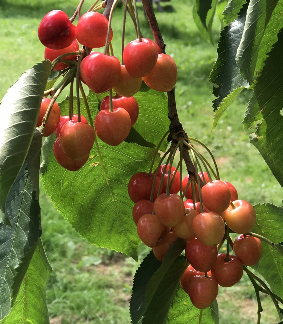 Kersenseizoen - Planten - 