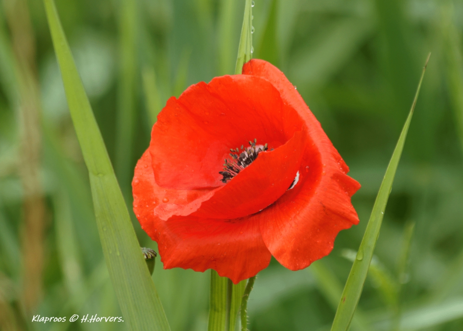 Klaproos - Planten - Klaproos