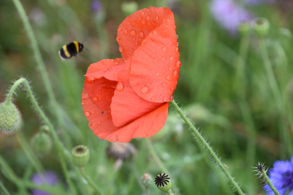 Klaproos - Planten - 