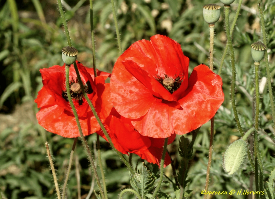Klaprozen. - Planten - Klaprozen.