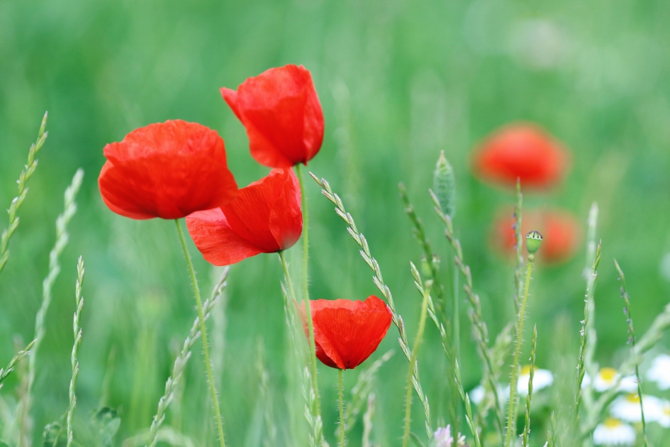 Klaprozen - Planten - 