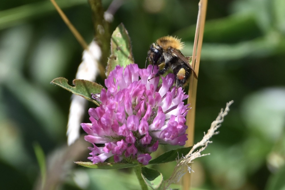 Klaver met hommel - Geleedpotigen - 