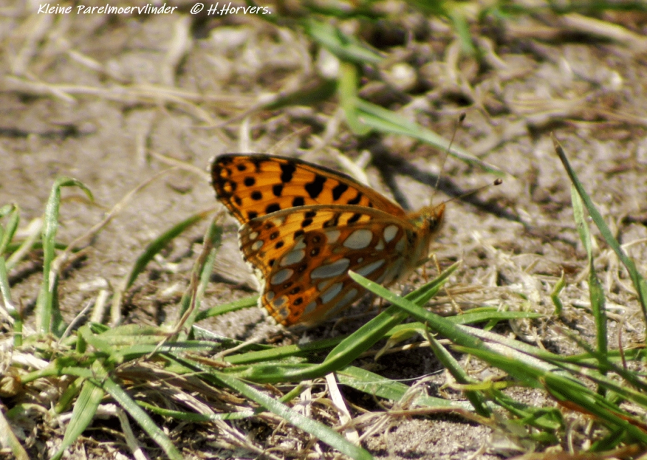 Kleine Parelmoervlinder - Geleedpotigen - Kleine Parelmoervlinder
