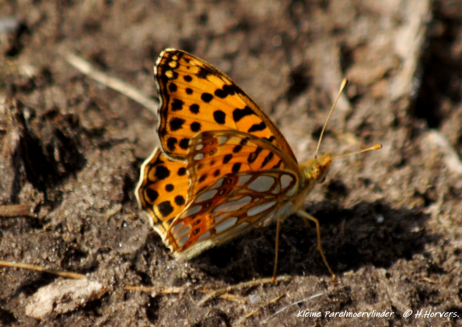 Kleine Parelmoervlinder - Geleedpotigen - Kleine Parelmoervlinder