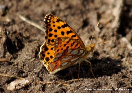 Kleine Parelmoervlinder