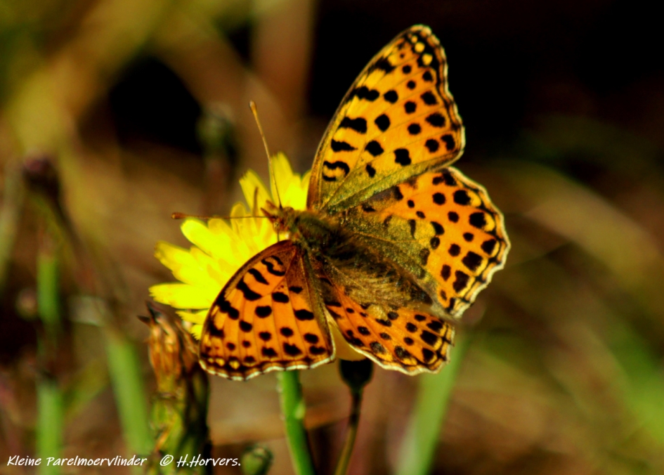 Kleine Parelmoervlinder - Geleedpotigen - Kleine Parelmoervlinder