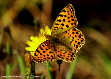 Kleine Parelmoervlinder