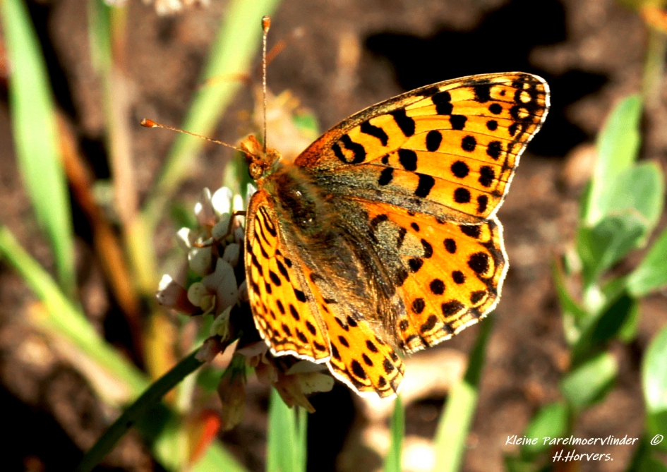 Kleine Parelmoervlinder. - Geleedpotigen - Kleine Parelmoervlinder.
