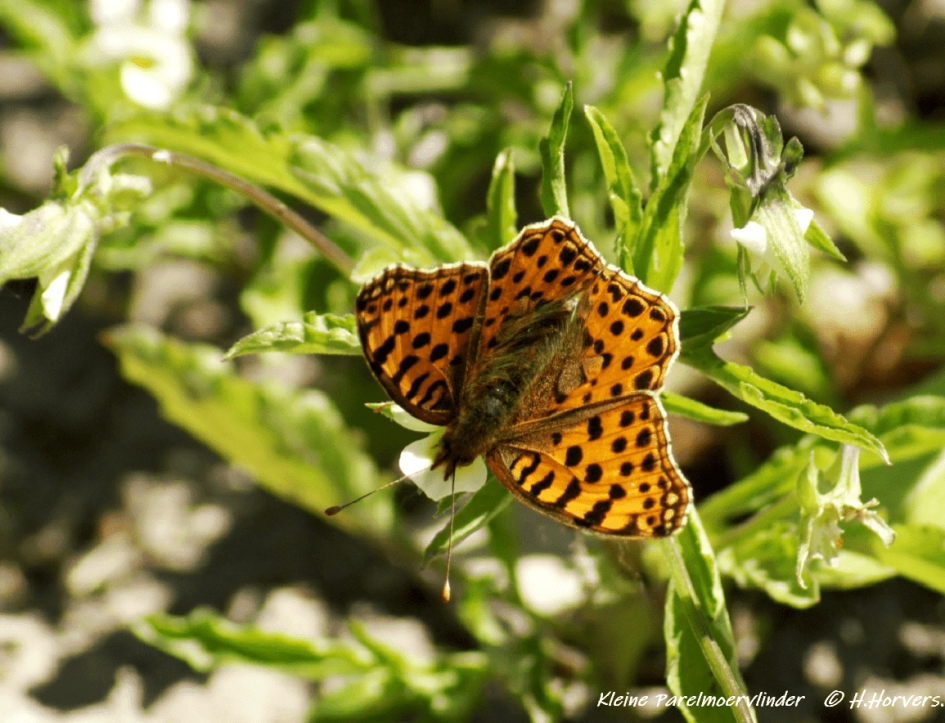 Kleine Parelmoervlinder - Geleedpotigen - Kleine Parelmoervlinder