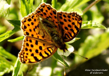 Kleine Parelmoervlinder