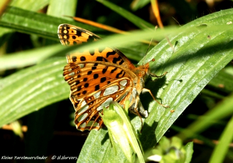 Kleine Parelmoervlinder